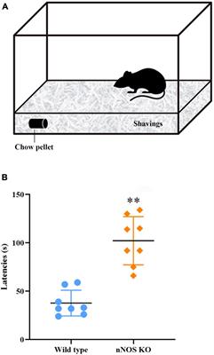 The eNOS isoform exhibits increased expression and activation in the main olfactory bulb of nNOS knock-out mice